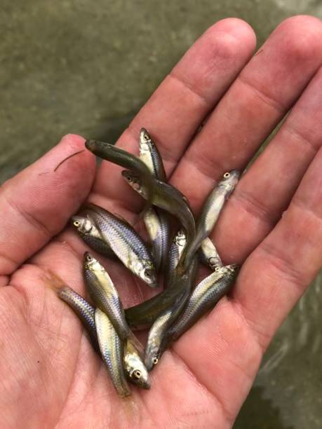 istock Fish catch and lying in the hands at the lake 1169641849
