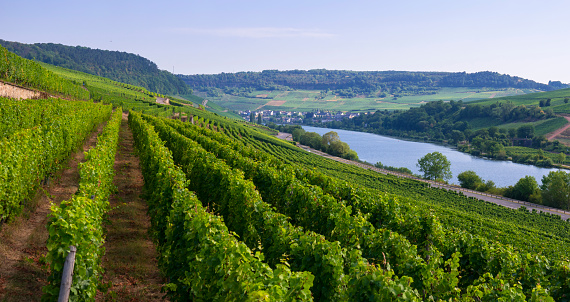 A vineyard near Ahn, Luxembourg, along the Mosel river