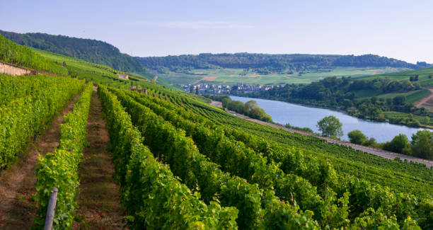 Vineyard near Ahn, Luxembourg stock photo