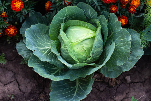 kapusta w ogrodzie - head cabbage zdjęcia i obrazy z banku zdjęć