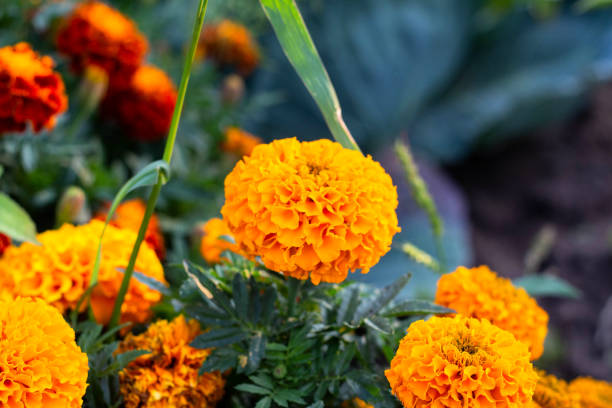 istock Close-up of beautiful marigold blossom 1169643359