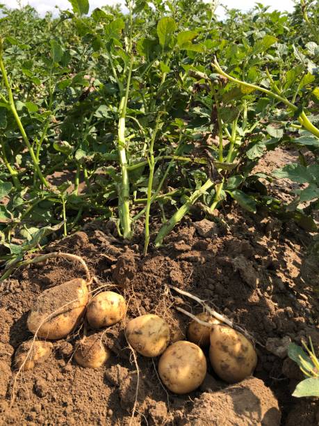 istock Potatoes fresh from the field 1169645120
