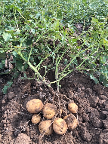Potatoes fresh from the field