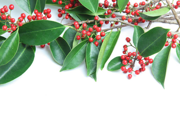 istock Round Leaf Holly in a white background 1169645205