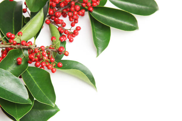 istock Round Leaf Holly in a white background 1169645208