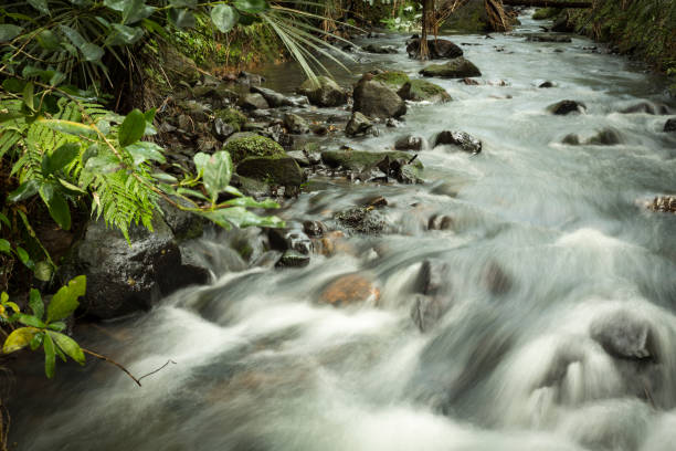 istock Bush Stream New Zealand 1169645274