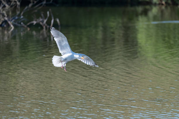 istock The Herring Gull (larus argentatus) on the german Island Amrum (Oomram) in Germany 1169645328