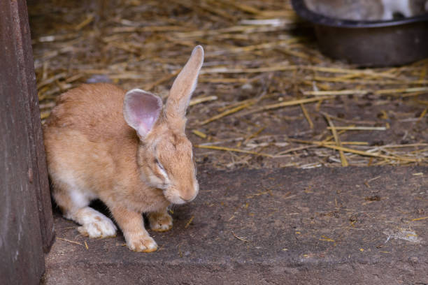 istock A cute beige rabbit on the farm. 1169646027