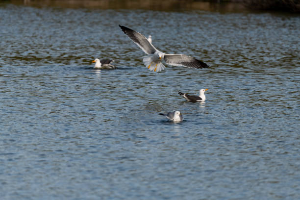istock lesser black-backed gull (larus fuscus)on the german Island Amrum (Oomram) in Germany 1169646031
