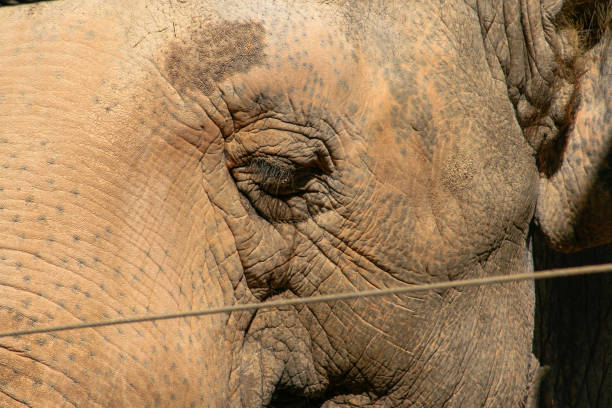 istock Asian elephant behind a security fence, close up, background 1169647067