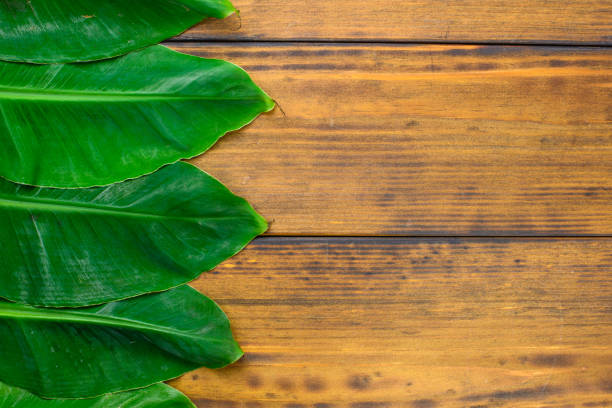 istock Mini banana leaf on a wooden table. Green leafy background 1169647979
