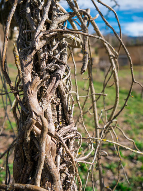 istock Plant entangled in tree, mysterious and beautiful 1169648108