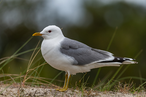 The Common Gull (larus canus) on the german Island Amrum (Oomram), Germany
