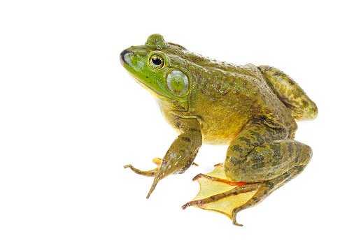 Focus Stacked Closeup Image of a Huge American Bullfrog Sitting   Isolated on White