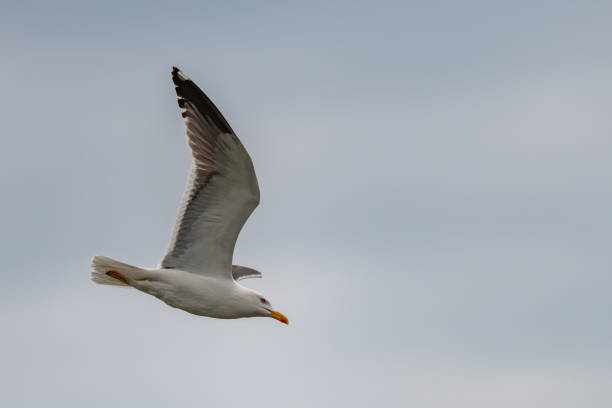 istock lesser black-backed gull (larus fuscus)on the german Island Amrum (Oomram) in Germany 1169649728
