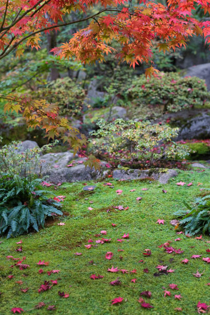 istock Fallen Maple Leaves on the Grass 1169649894