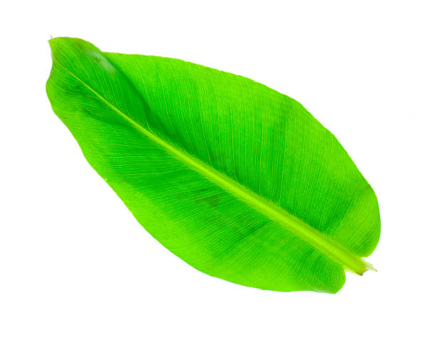 istock Mini banana leaf in bright green color, isolated image 1169649938