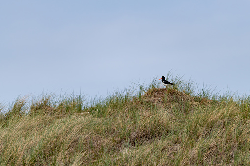 Oystercatcher on the Island of Amrun in the nortern sea in germany