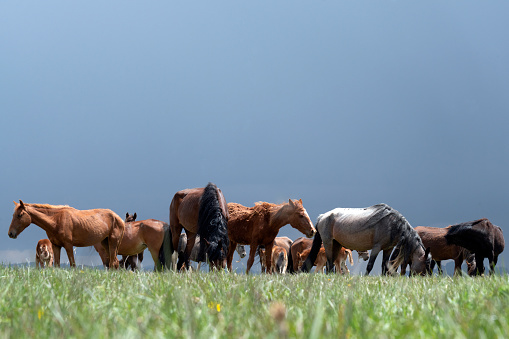Photo of group of horses that are feeding on a rural area. The color of the sky is dark blue. There are brown and white horses. No people are seen in the frame.