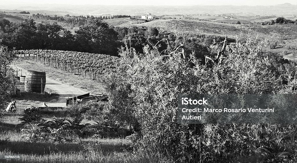 Weinberg - Lizenzfrei Anhöhe Stock-Foto