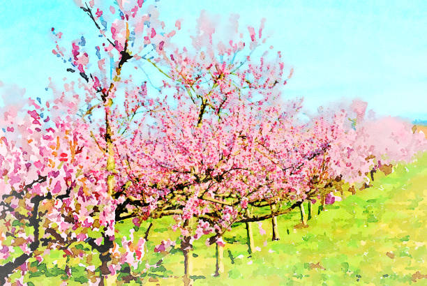 Beautiful garden with blooming cherry and apple trees in spring.
