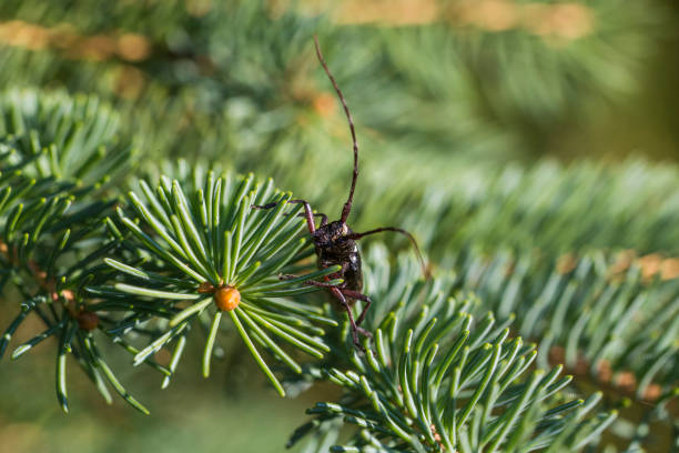 white-spotted sawyer or spruce sawyer (Monochamus scutellatus)