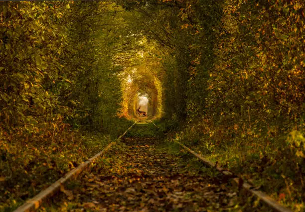 Photo of The tunnel of love, a green and natural tunnel formed by trees along a railway  in Obreja, Caras Severin County, Romania