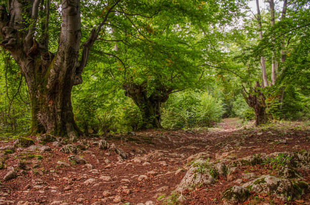 istock Old trees and a rocky path in the forest, in Sureanu Mountains, Romania 1169652690