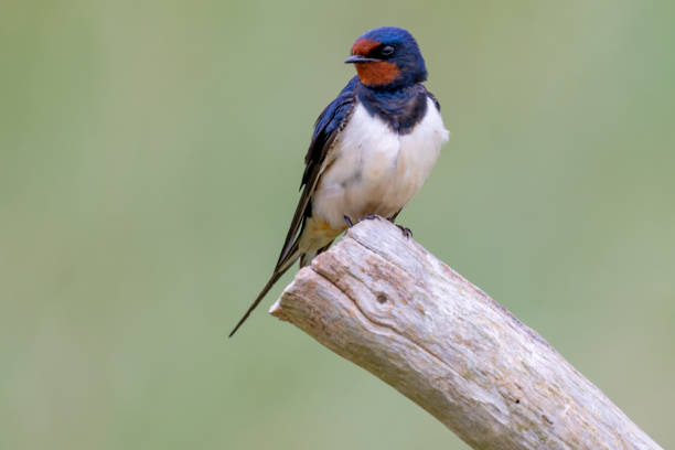istock barn swallow (Hirundo rustica)on Amrum in Northern Germany 1169653948
