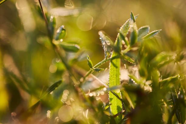 Water drops formed from dew on a humid morning.