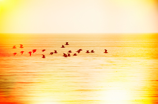 Birds flying in the sunset (silhouette), Marina di Grosseto, Italy