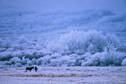 Horse ranch in Rural Alberta Canada