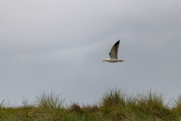 lesser black-backed gull (larus fuscus)on the german Island Amrum (Oomram), Germany Germany