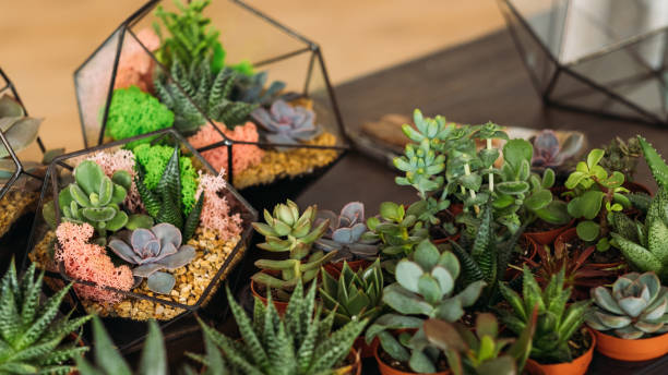 istock diy florarium interior decor succulents pots vases 1169655939
