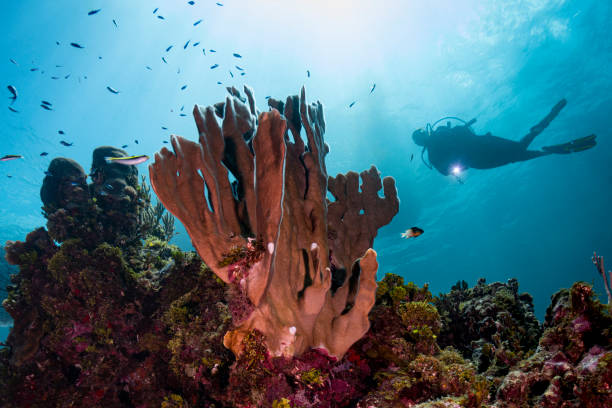 istock Caribbean coral reef and diver 1169656163