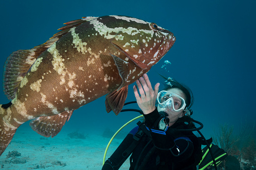 A close-up view of a Nassau grouper (Epinephelus striatus) and a female diver in Cayman Brac - Cayman Islands