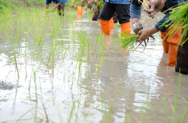 istock farmer growing rice in paddy field, people planting seedling 1169656644