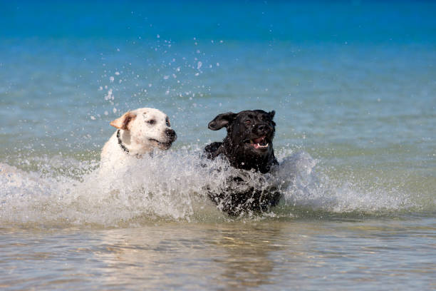 Two Labradors leaping in the ocean. stock photo