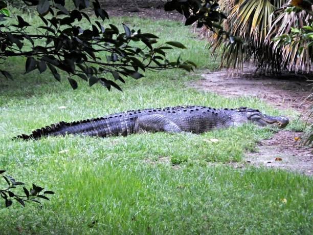 istock American Alligator (Alligator mississippiensis) resting in the grass 1169656888