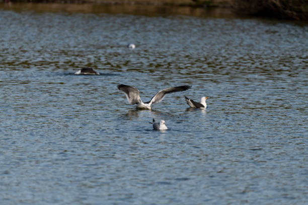 lesser black-backed gull (larus fuscus)on the german Island Amrum (Oomram), Germany Germany