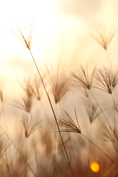 istock Field Of Chloris / Windmill Grass in the wild 1169657441