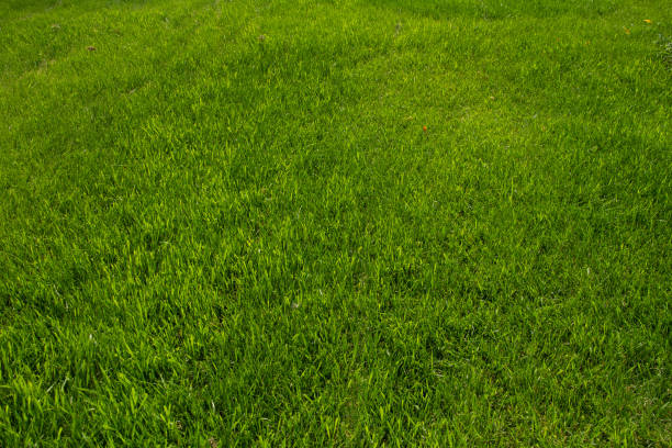 istock Green grass like a blanket in a house yard 1169657522