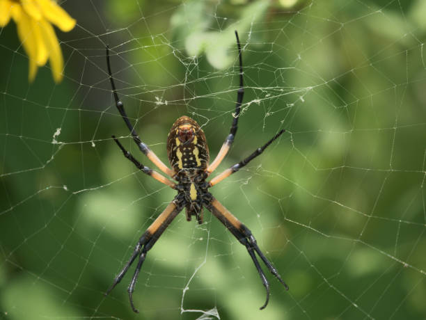 istock Yellow Garden Spider Spinning a Web 1169658364