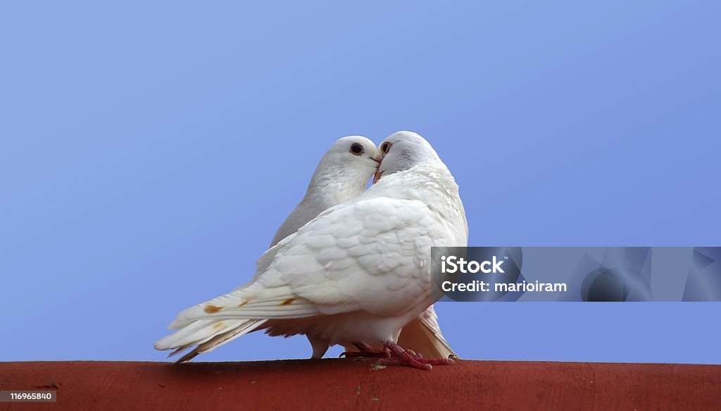 Amour des oiseaux - Photo de Amour libre de droits