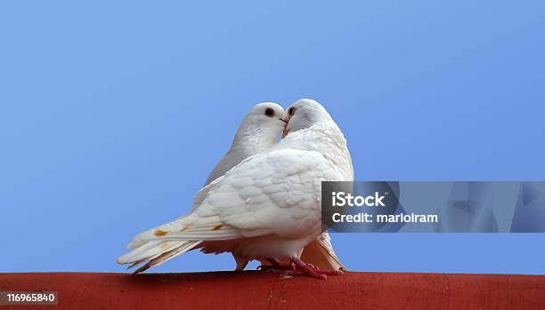 Amor Aves - Fotografias de stock e mais imagens de Amor - Amor, Animal, Beijar