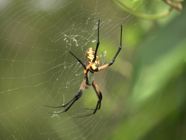 istock Yellow Garden Spider Resting on Her Web 1169658411