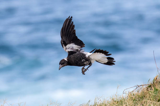 australian magpie - echte elster gattung stock-fotos und bilder