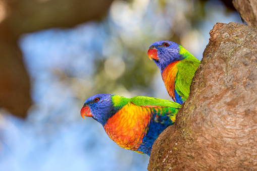 Lorikeet pair at nest in Eucalypt Tree