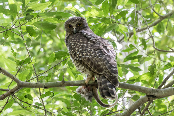 chouette puissante - powerful owl photos et images de collection