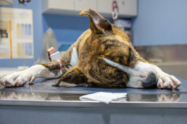 istock Sedated dog on an exploration table 1169659720
